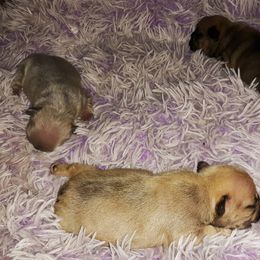 French Bulldog Puppies from Liebsthal