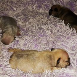 French Bulldog Puppies from Liebsthal