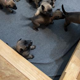 Belgian Malinois Puppies from Atkinson Kennels