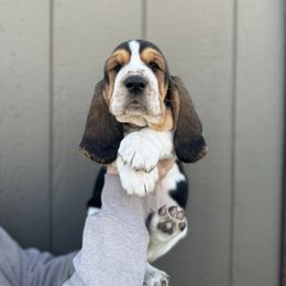 Basset Hound Puppies from Autumn Oak Basset Hounds