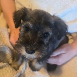 Marshel - Black and silver male Miniature Schnauzer puppy in Bellingham, Washington from Tikilove Farm