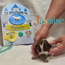 Jasmine - Liver and white female German Shorthaired Pointer puppy in North Branch, Minnesota from Chrishelle Farm