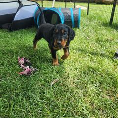 Gordon Setter Puppies from Tom McCleary