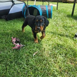Gordon Setter Puppies from Tom McCleary