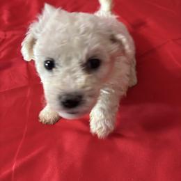 Ozzy - Blue collar - White male Bichon Frise puppy in 63101 (St. Louis Metro Area), Missouri from BichonSTL