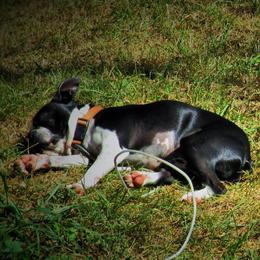 Boston Terriers from Karen's Boston Terriers