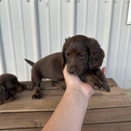 Dachshund Puppies from Twisted C’s Dachshunds