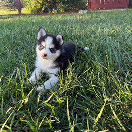 Ariel - Black and white female Pomsky puppy in Lyons, Nebraska from Goodness Gracious Pomskies