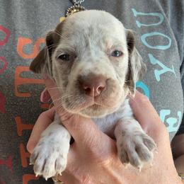 Light Pink - White and brown female Braque du Bourbonnais puppy in Brandon, South Dakota from Sioux Ridge Pointers