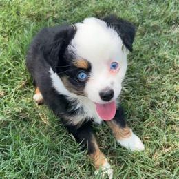 Macchiato - Red tri female Toy Australian Shepherd puppy in Southport, North Carolina from Small Mini/Toy Aussies