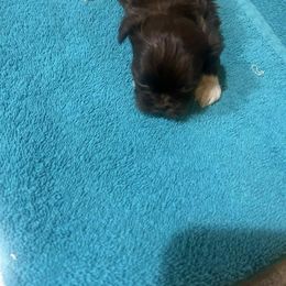 Girl 1 - Brindle and white female Shih Tzu puppy in Godley, Texas from Godleys finest