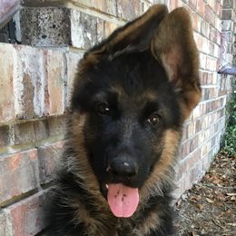 German Shepherd Puppies from Vom Furstenhund