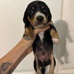 Ham - Black and tan male Dachshund puppy in Conroe, Texas from R&M Dachshunds