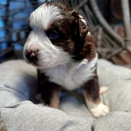 Zazu - Red tri-color male Australian Shepherd puppy in Blythewood, South Carolina from One Tribe Aussies
