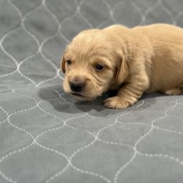 Hiccup - Cream male Dachshund puppy in Wesley Chapel, Florida from Russell Lee Overton