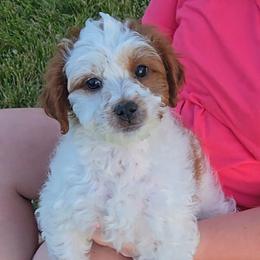 Onyx - Blenheim male Cavapoo puppy in Blackfoot, Idaho from Rocky Desert Goldens and Cavaliers