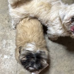 Shih Tzu Puppies from Shih-tzu Dynasty