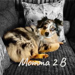 Miniature Australian Shepherd puppies from Little Wood Toy and Mini Aussies