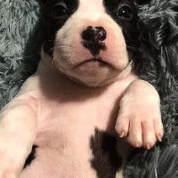 American Staffordshire Terrier Puppies from Angel Moon Kennels