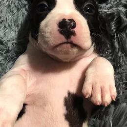 American Staffordshire Terrier Puppies from Angel Moon Kennels