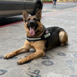 Zarrek - German Shepherd