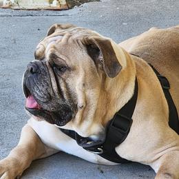 Colorado - Fawn male Bulldog puppy in Washington from Sun City Campeiro Bulldogs