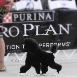 Ivan - Poodle