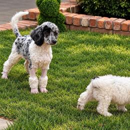 Samson - male Golden Mountain Doodle puppy in Big Spring, Texas from Oliva’s Doods