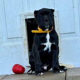 Yellow Collar BLACK MALE - Black male Cane Corso puppy in Mc Ewen, Tennessee from Worldwide Kennels