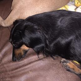 Dachshund Puppies from Rich’s beautiful dachshunds