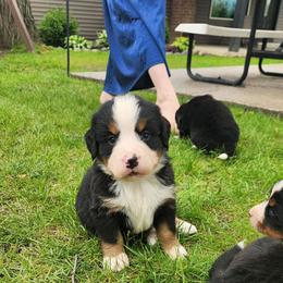 Sammy - Black rust and white male Bernese Mountain Dog puppy in Auburn, Indiana from Swamp Creek Berners