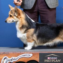 Pembroke Welsh Corgis from Catalyst