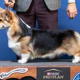 Pembroke Welsh Corgis from Catalyst