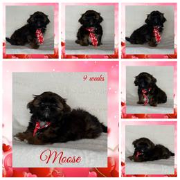 Nutmeg (Moose) - Black and tan male Shih Tzu puppy in Yelm, Washington from Lala's All Star Shih Tzu