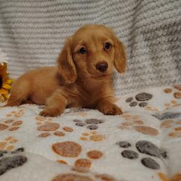 Kya - Red female Dachshund puppy in Hudson, Michigan from Mittentail Kennel Miniature Dachshunds & Australian Shepherds