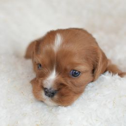 Cavalier King Charles Spaniel Puppies from Diamond Rose Cavalier LLC
