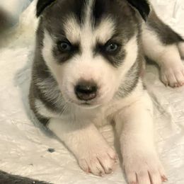 Siberian Husky Puppies from Husky Love and Pups
