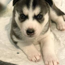 Siberian Husky Puppies from Husky Love and Pups