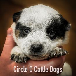 Girl 1 - Blue female Australian Cattle Dog puppy in Blackfoot, Idaho from Circle C Australian Cattle Dogs