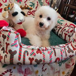 Pinkie - White and buff female Bichon Frise puppy in Chatham, Illinois from Bichon Frise Partnership