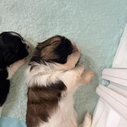 Kenny - Tricolor male Shih Tzu puppy in Hemet, California from Aloha Shih Tzu