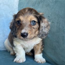 Spidey (AKC-3500) - Dapple male Dachshund puppy in Krum, Texas from Tired Chef Dachshunds