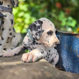 Light blue collar female - White and black female Dalmatian puppy in Valley, Washington from Loving spots Dalmatians