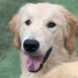 Latte - Golden Retriever puppy in La Porte, Texas from Sunbuilt Retrievers