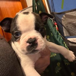 Yellow - Brindle and white female Boston Terrier puppy in Charleroi, Pennsylvania from KC’s Boxers