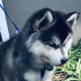Siberian Husky Puppies from Betty's Huskies