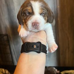 Fudge - Beagle puppy from Mountain Top