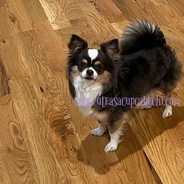 Pippa - Chihuahua