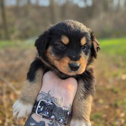 Seal - Black tri-color female Australian Shepherd puppy in London, Kentucky from Kenmont Kennels
