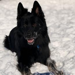 Diesel - German Shepherd